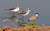 Black-winged Stilts and Spur-winged Plover