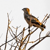 Beaudouin's Snake-eagle