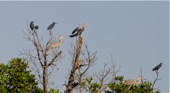 Black Heron, Grey Heron, African Skimmer, Squacco