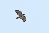 Red-tailed Buzzard