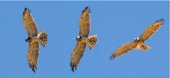 Short-toed Eagle sequence