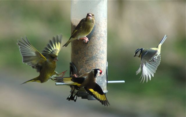 Greenfinches, Goldfinch, Blue Tit