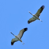 Grey Cranes
