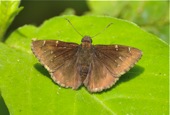 Northern Cloudywing