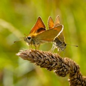 Small Skippers