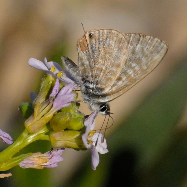 Lang's Short-tailed Blue