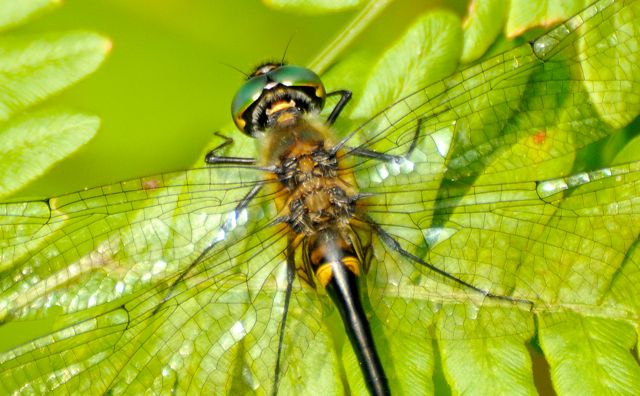 Racquet-tailed Emerald