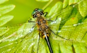 Racquet-tailed Emerald