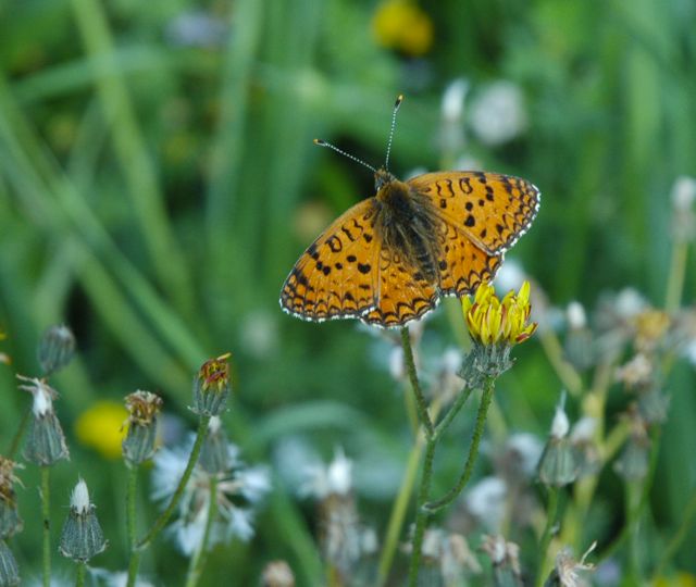 Aetherie Fritillary