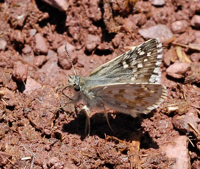Large Grizzled Skipper