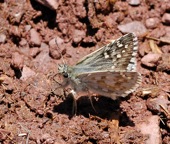 Large Grizzled Skipper