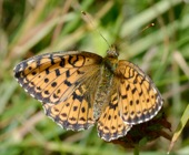 Lesser Marbled Fritiliary
