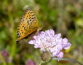 Marbled Fritiliary