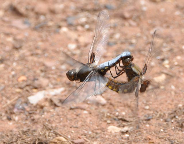Broad-tailed Chaser