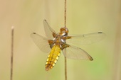 Broad-tailed Chaser
