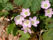 Carolina Spring Beauty
