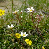 Saxifrage species