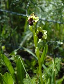 Bumble Bee Ophrys