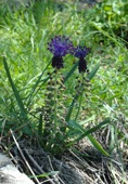 Tassel Hyacinth