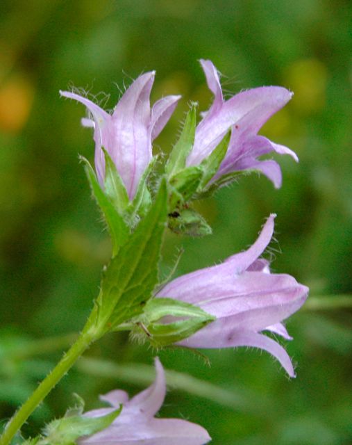 Nettle-leaved Bellflower