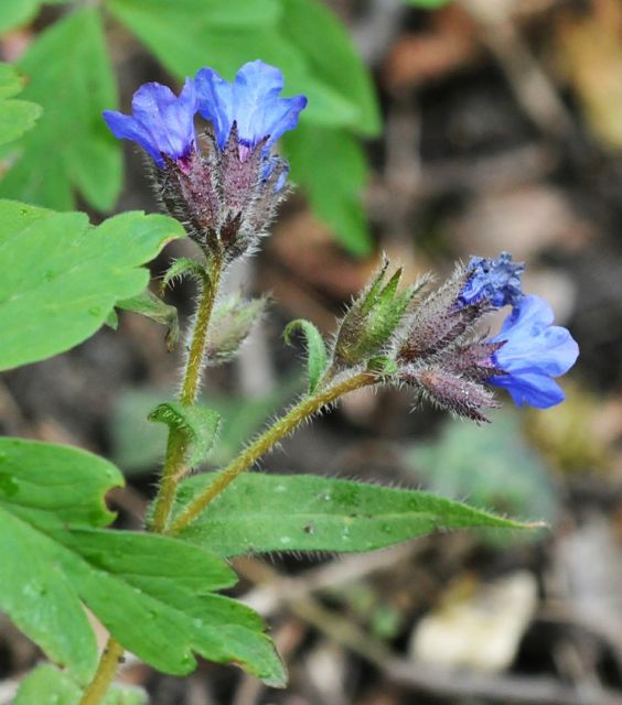 Narrow-leaved Lungwort