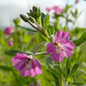 Greater Willowherb