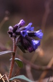Narrow-leaved Lungwort