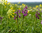 Green-winged Orchids and Cowslips