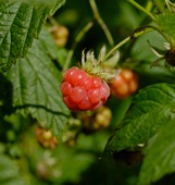 Wild Rasberry