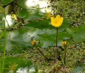 Fringed Water-lily