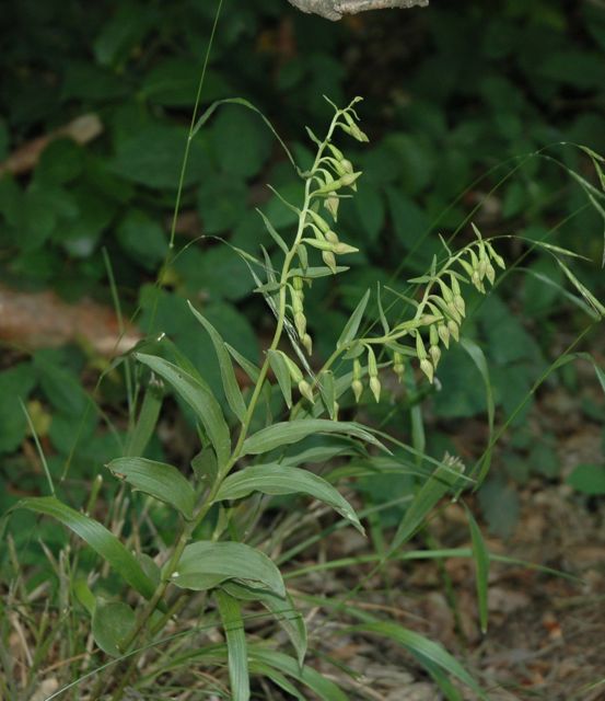 Green-flowered Helleborine