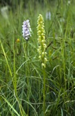 Man Orchid and Common Spotted Orchid