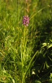 Narrow-leaved Marsh Orchid