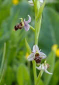 Woodcock Orchid