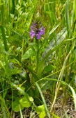Broad-leaved Marsh Orchid