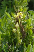 Dull Ophrys