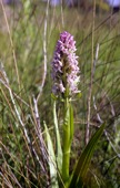 Early Marsh Orchid