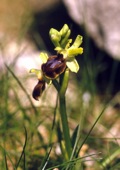 Early Spider Orchid