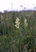 Lesser Butterfly Orchid