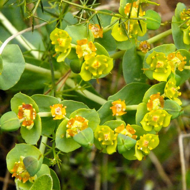 A Euphorbia species