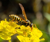 Wasp species