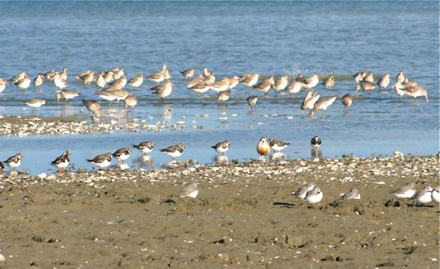 Turnstone, Bar-tailed Godwit, Wrybill and NZ Plover